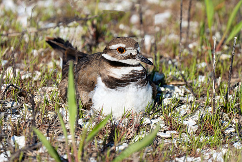 A Killdeer Sitting on her Nest