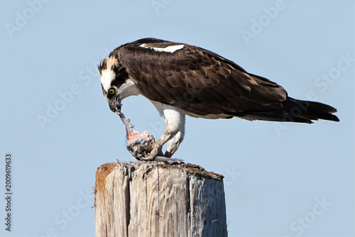 Osprey Eating a Fish
