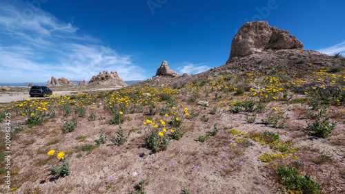 Quadro su tela Desert Gold wildflowers blooming near the tufa spires of Trona.