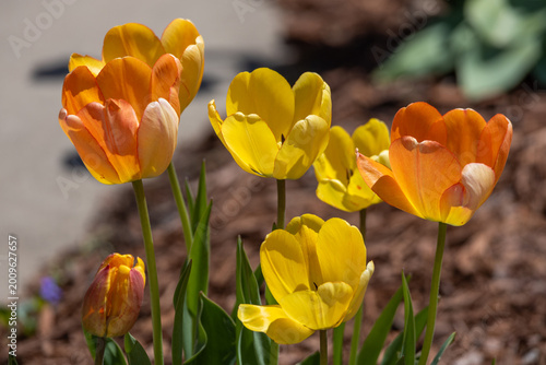 Photos Close up view of a small patch of pretty orange and yellow perennial tulips (tul