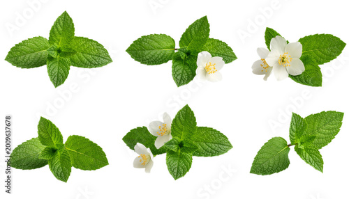 Fresh green mint leaves and white jasmine flowers on black