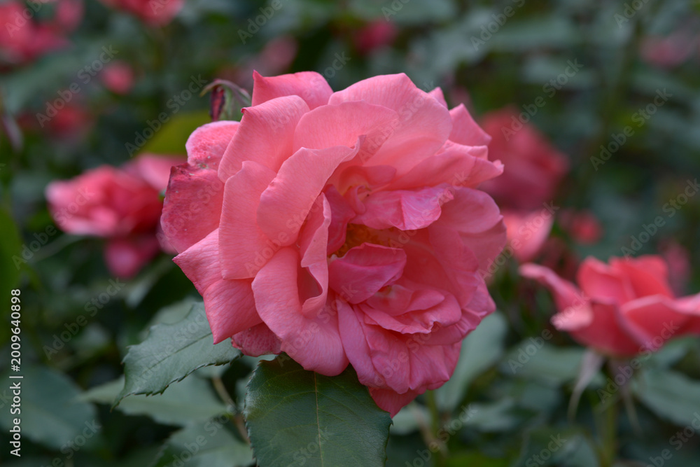 Fototapeta premium ペルニール・ポールセン バラの花