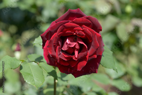 Foto パパメイアン　バラの花