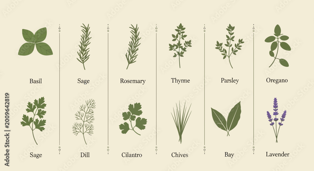Fototapeta premium Illustrated culinary herb collection basil sage rosemary thyme parsley oregano