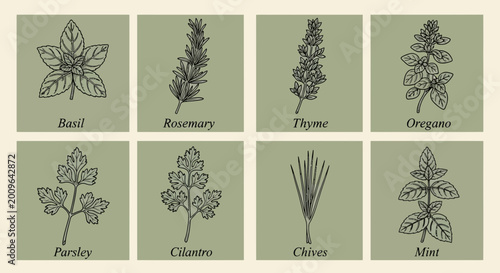 Illustrated culinary herbs basil rosemary thyme oregano parsley cilantro chives and mint