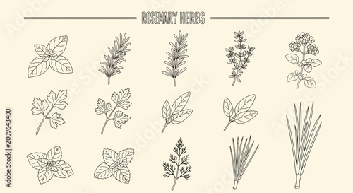 Illustrated herbs collection with various leaves and plants on beige backdrop
