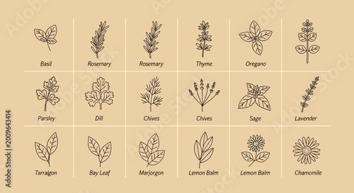 Illustrated herbs collection with labels isolated on a neutral background