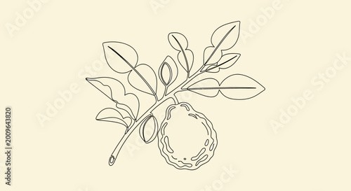 Line drawing of bergamot fruit and leaves on a branch illustration