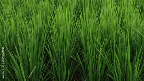 Green young rice shoots covered with dew growing in a lush paddy field