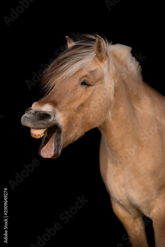 Canvas Print laughing horse