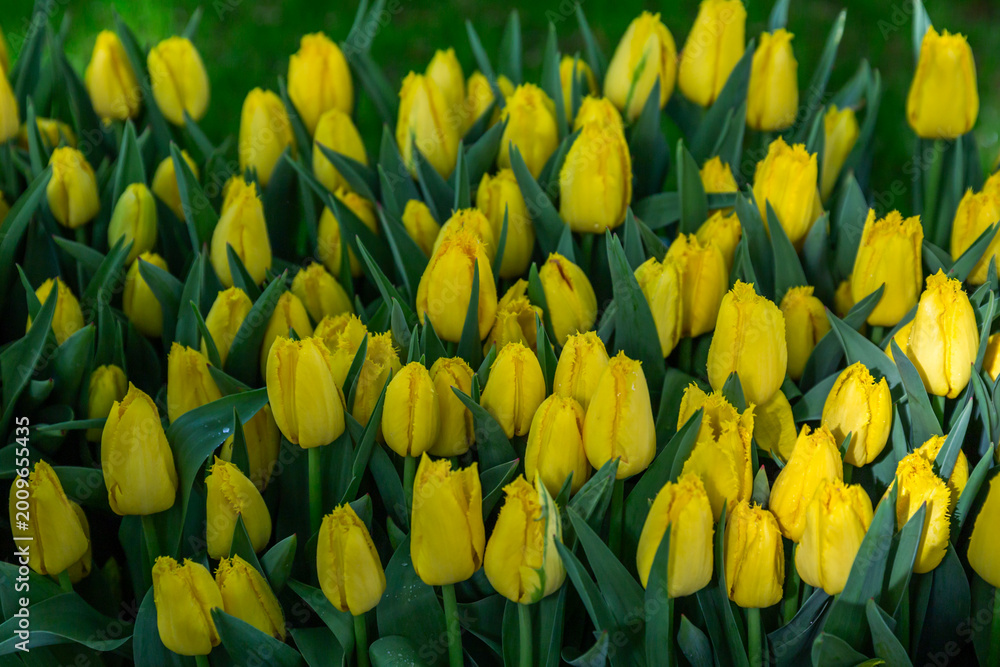 Obraz premium yellow tulips in spring
