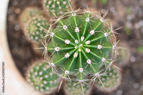 Green cactus plant growing with sharp spines