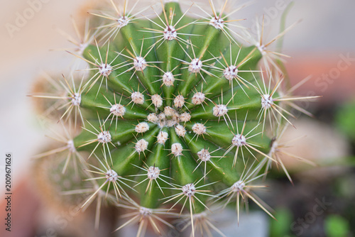 Green cactus top view showing thorns and symmetry