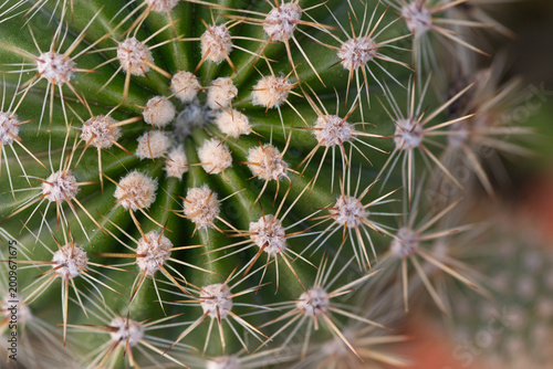 Cactus showing sharp spines and a geometric pattern