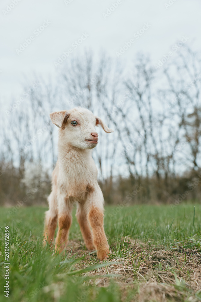 Obraz premium Young baby goat stands alert on green grass in early spring with bare trees in the background under a cloudy sky.