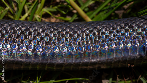 Fotografija Detail of snakeskin scales