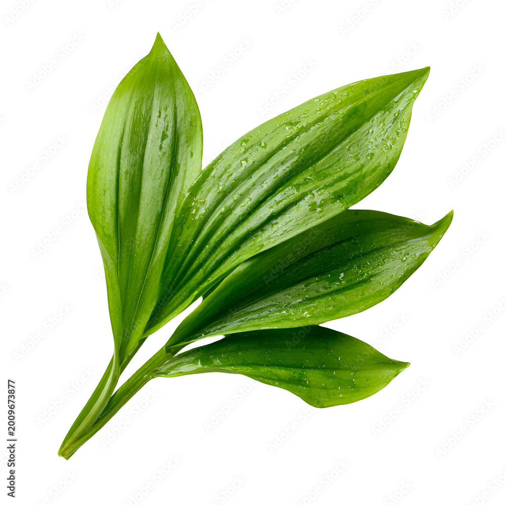 Fototapeta premium fresh green bay leaves isolated on white background for cooking and herbal use