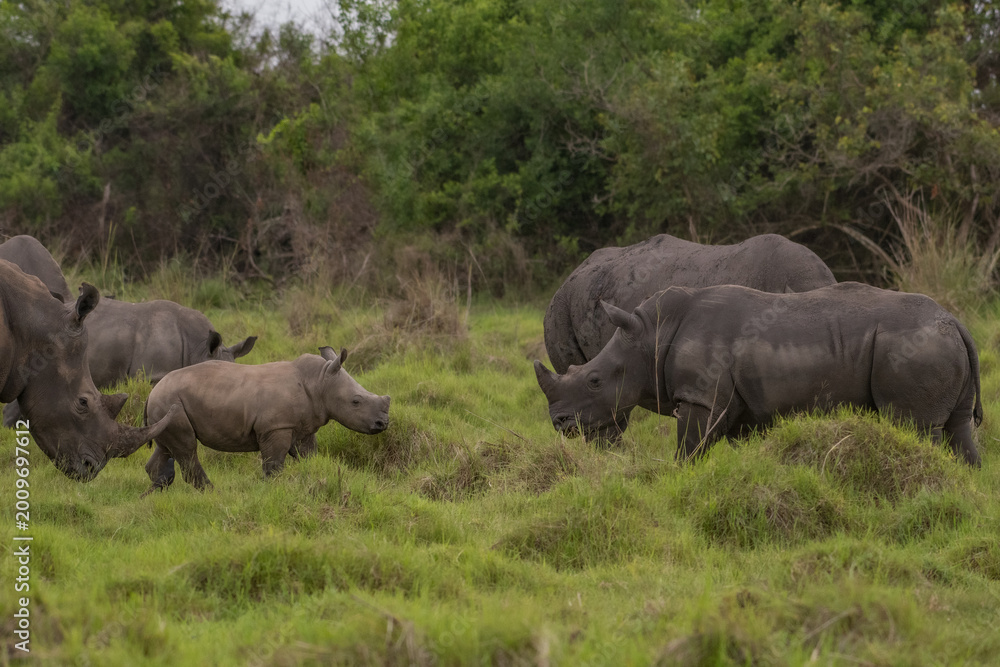 Obraz premium White rhinoceros (Ceratotherium simum) with calf in natural habitat, South Africa