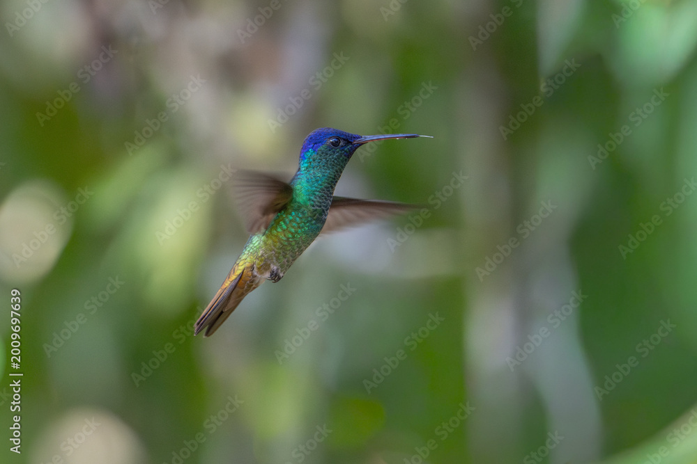 Fototapeta premium The picture shows an emerald hummingbird (Amazilia luciae), also known as a Honduran emerald.