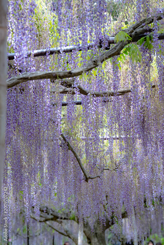 白毫寺のフジ