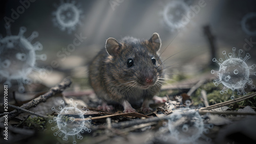 Mouse in natural habitat as hantavirus carrier concept
