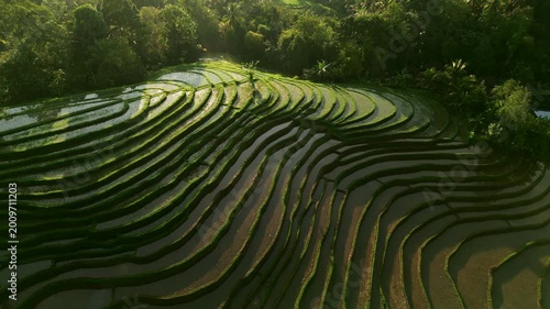 Beautiful Rice Terraces surrounded with jungles. An iconic landscape of Tropical Bali nature