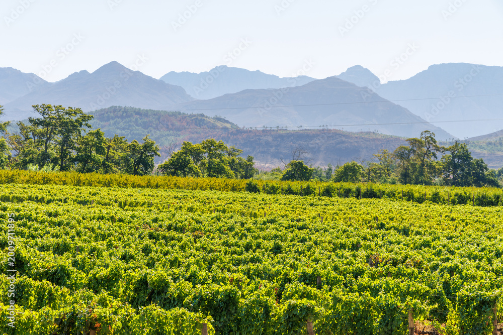 Naklejka premium Sunlit vineyard rows with mountain backdrop
