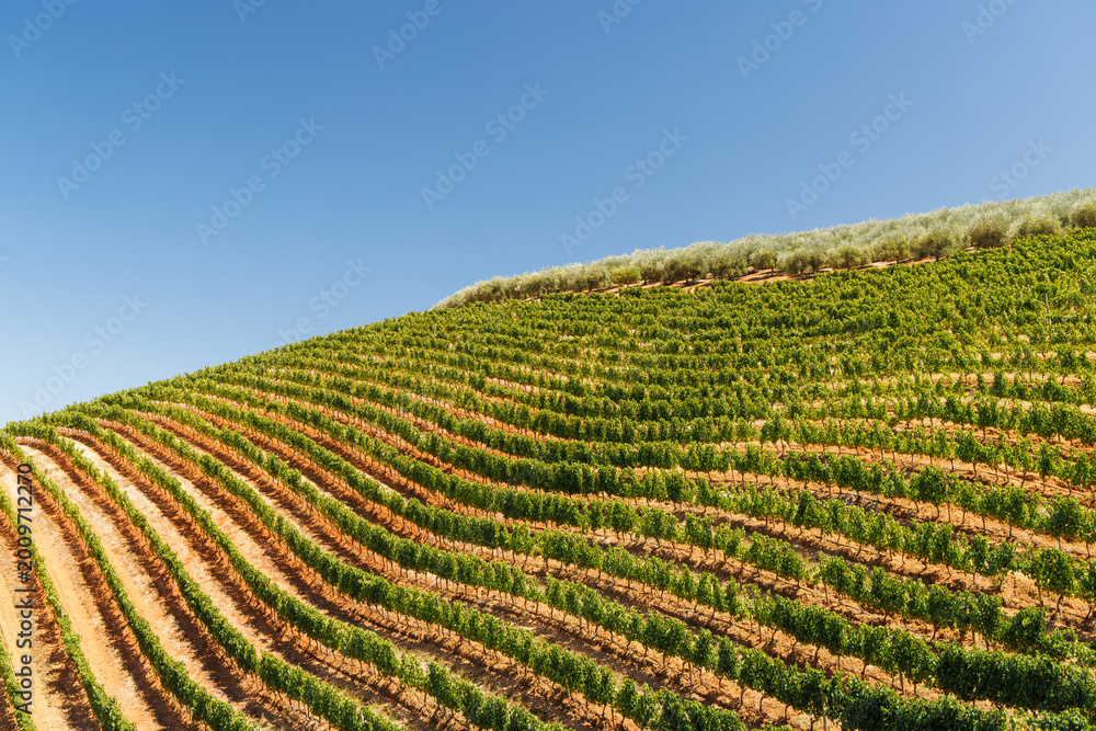 Naklejka premium Sunlit vineyard rows in South Africa