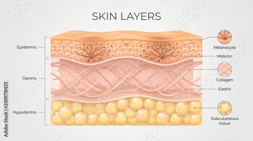 Educational diagram showing layers of human skin structure