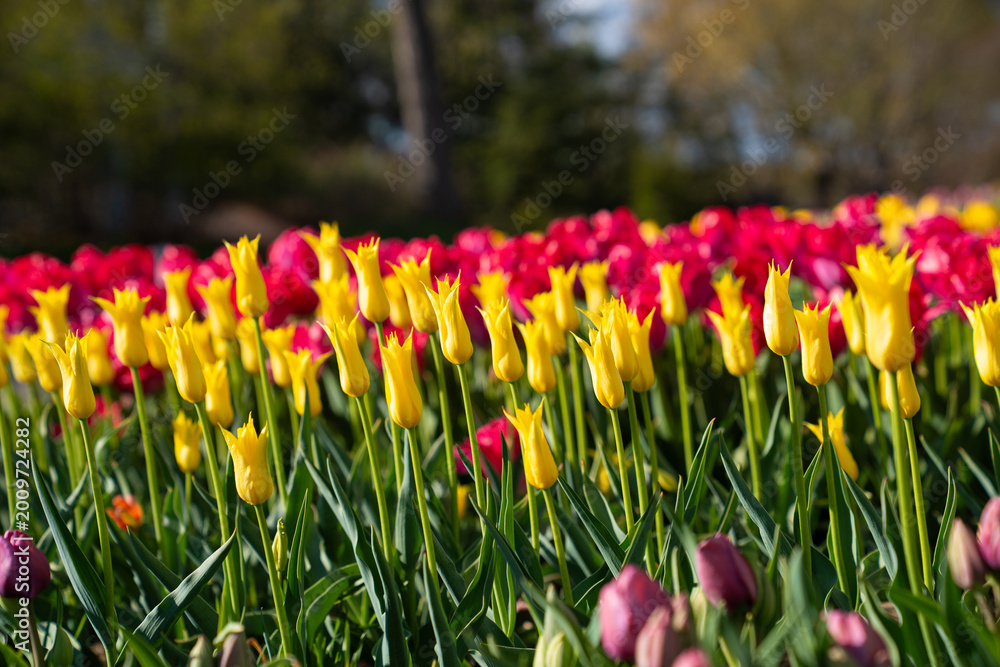 Obraz premium Spring bloom of many colorful flower in a garden field
