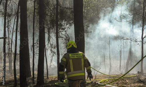 Fotografia Forest fire, firefighter extinguishes fire in the forest, drought
