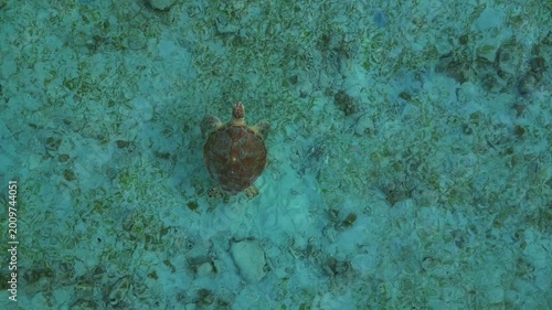 Sea turtle swimming to surface in ocean take a breath. Best aerial view drone