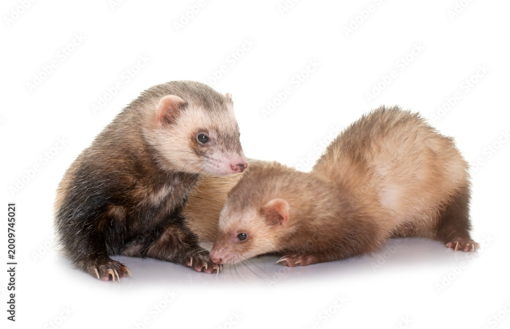 Fototapeta premium ferrets in studio