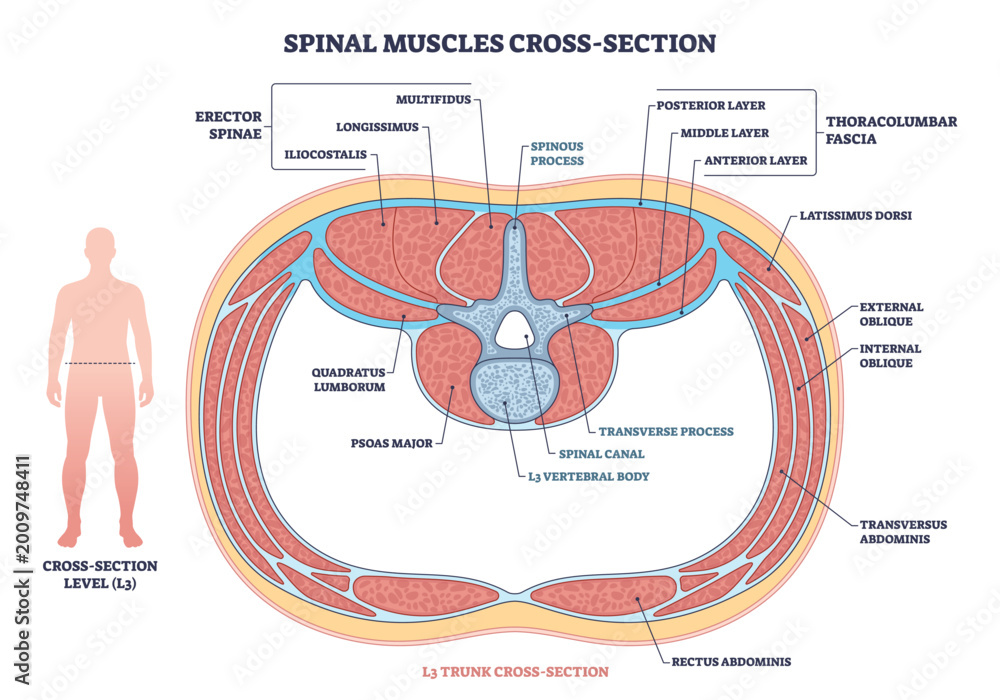 Naklejka premium Spinal muscle cross-section shows lumbar anatomy at L3, highlighting vertebral body, spinal canal, and erector spinae for education and orientation. Outline diagram