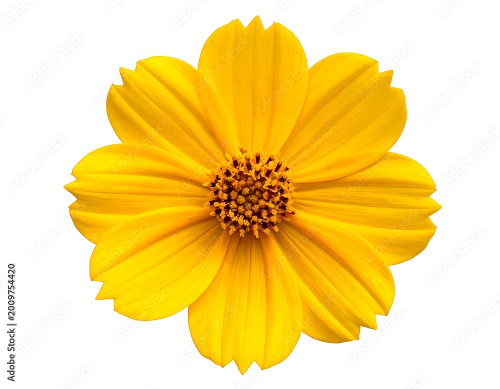 Obraz premium Vibrant Yellow Flower Close-up Isolated.