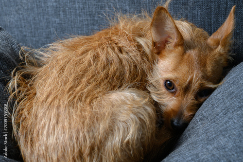 Canvastavla Yorkshire Terrier or Australian Terrier Sleeping Curled on Sofa