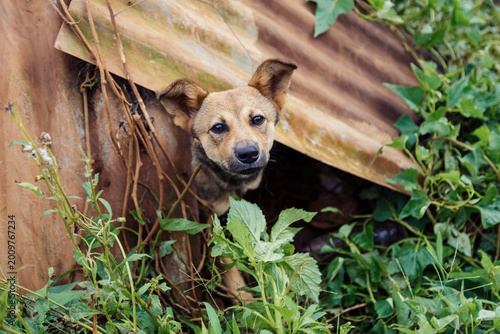 Valokuva A dog peeks out from a makeshift shelter amidst lush greenery and yellow flowers in Da Lat, Vietnam