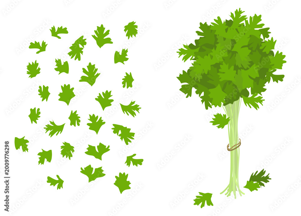 Fototapeta premium Flat illustration of celery stalk bundle and scattered leaves.