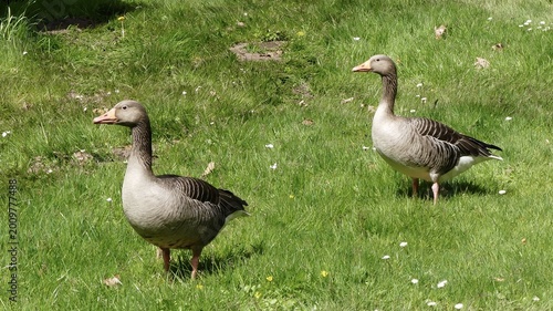 Foto The geese are on the farm