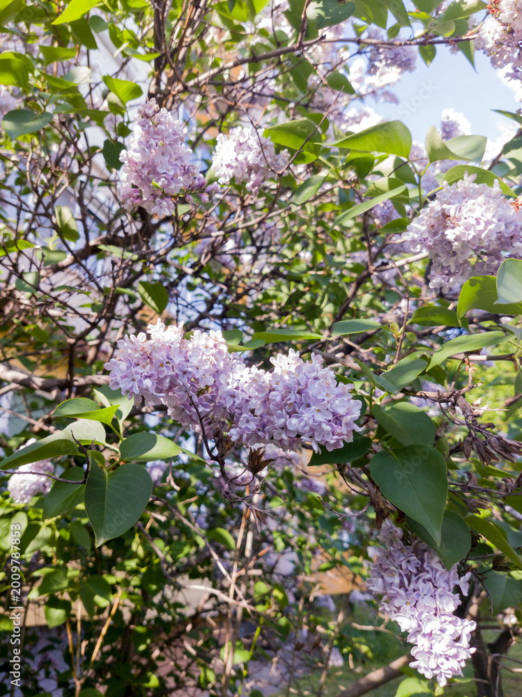Φωτογραφία Petals of blooming lilac in spring