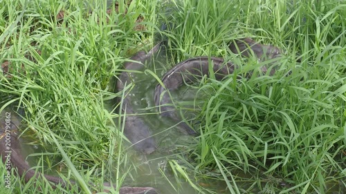 Catfish in the park pond come up to breed on the flooded grassy area seasonally.