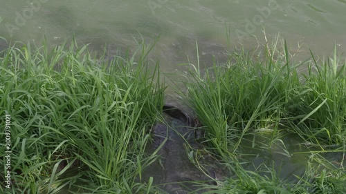 Catfish in the park pond come up to breed on the flooded grassy area seasonally.