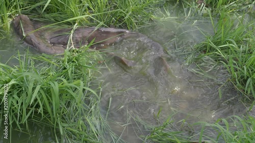 Catfish in the park pond come up to breed on the flooded grassy area seasonally.