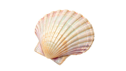 Natural white and tan scallop seashell with detailed ribbed texture for marine life and beach vacation themes isolated on transparent background 