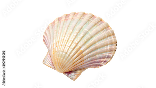 Tableau sur toile Natural white and tan scallop seashell with detailed ribbed texture for marine l