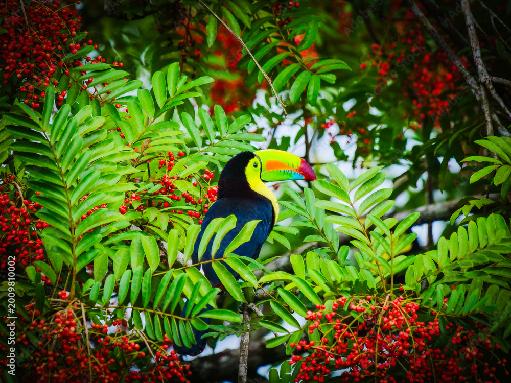 Fototapeta premium Vibrant Toucan Perched Amidst Lush Greenery and Red Berries in Tropical Rainforest