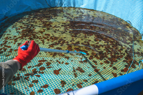 Εκτύπωση καμβά Pool skimmer lifting brown autumn leaves from murky backyard swimming pool surfa