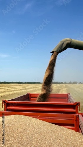 Grain Flowing from Harvester Auger into Tractor Trailer During Wheat Harvest, Cinematic Slow Motion. From the first full trailer, the combine’s auger pours golden wheat into a second, empty trailer.