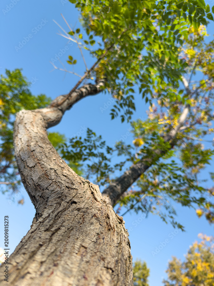 Fototapeta premium Low angle tree view with blue sky symbolizing growth and natural perspective
