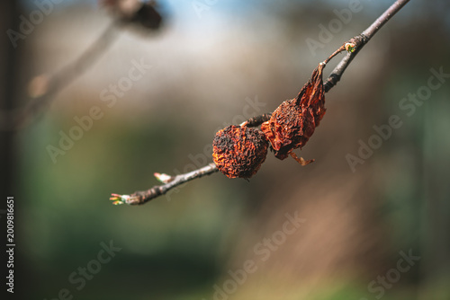 Billede på lærred Two shriveled, dried fruits clinging to a bare tree branch, symbolizing concepts